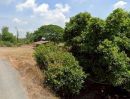 ขายที่ดิน - ที่ดินเปล่า ขนาด 35 ไร่ 184 ตร.วา ที่ดินสีเขียว เหมาะสำหรับการเกษตรกรรม ใกล้ม.ชินวัตร