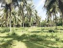 ขายที่ดิน - ขายที่ดิน 8ไร่ อ.เมือง จ.ประจวบคีรีขันธ์ ใกล้ถนนเพรชเกษม ที่สวนมะพร้าว มีบ้าน 1หลัง ลดราคาถูกสุดๆ