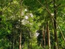 ขายที่ดิน - ขายที่ดินสวนเกษตรสำเร็จรูปที่ดินสวยหน้ากว้างติดถนน300เมตร อยู่เขตเทศบาล ใก้ลสกายวอค์กสุพรรณ