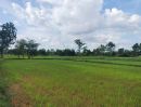 ขายที่ดิน - ขายที่ดินเมืองนครราชสีมา อ.ชุมพวง ต.โนนรัง บ้านหนองสะแก 20 ไร่ ติดถนน 2223 หน้ากว้างติดถนน 500 ม.