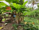 ขายที่ดิน - ที่ดินเปล่า ท่านัด-ดำเนินสะดวก เนื้อที่ 137 ตร.ว (ใกล้โรงพยาบาลส่งเสริมสุขภาพตำบลท่านัด) ตำบลท่านัด อำเภอดำเนินสะดวก จังหวัดราชบุรี