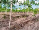ขายที่ดิน - ขายที่ดินวิวธรรมชาติทำเลทอง 12ไร่ วังจันทร์ ระยอง ใกล้อ่างเก็บน้ำประแสร์ ใกล้ชุมชน เหมาะลงทุน รีสอร์ท ฟาร์ม สวนทุเรียน