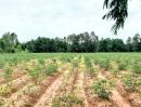 ขายที่ดิน - ที่ดินเปล่า แปลงสวย โฉนด ไร่ไม่ถึงแสน อ.ลำปลายมาศ บุรีรัมย์