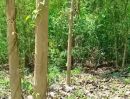 ขายที่ดิน - ที่ดินพร้อมสวนสัก ติดถนนคอนกรีต อยู่อาศัยได้ อ.ท่าปลา อุตรดิตถ์