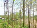 ขายที่ดิน - ที่ดินพร้อมสวนสัก ติดถนนคอนกรีต อยู่อาศัยได้ อ.ท่าปลา อุตรดิตถ์