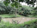 ขายที่ดิน - ขายที่ดิน(สวนยาง) พื้นที่ 25 ไร่ *โฉนดครุฑแดง*