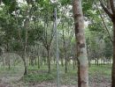 ขายที่ดิน - ขายที่ดิน(สวนยาง) พื้นที่ 25 ไร่ *โฉนดครุฑแดง*