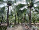 ขายที่ดิน - พื้นที่สวนมะพร้าว วิไลลักษณ์ ขายที่ดินพร้อมสวนมะพร้าว บางใหญ่ นนทบุรี เนื้อที่ 7 ไร่ 2 งาน 11 ตรว. เจ้าของขายเอง
