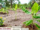 ขายที่ดิน - ที่ดินธัญบุรี 180 ตร.ว. หมู่บ้านทิพย์ธิดาแลนด์ 2 คลอง 11 ปทุมธานี ใกล้องค์การเภสัชกรรมธัญบุรี