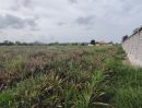 ขายที่ดิน - ขายที่ดิน 4 ไร่ ที่ดินจัดสรรเพื่อพัฒนาที่อยู่อาศัย ในย่านที่กำลังพัฒนาอย่างรวดเร็ว!