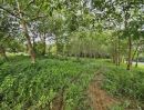 ขายที่ดิน - ขายสวนผสม สวนทุเรียน สวนยาง อำเภอมะขาม จันทบุรี