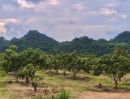 ขายที่ดิน - ขายที่สวนผลไม้คลองม่วง ปากช่อง นครราชสีมา ที่สวนมะม่วง ทุเรียน 29 ไร่ ขายถูกไร่ละ 1.7ล้าน วิวเขาสวยมาก ใกล้ภูเขา วัดถ้ำสันติธรรม เก็บผลผลิตตัดขายทุกปี