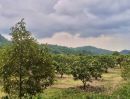 ขายที่ดิน - ขายที่สวนผลไม้คลองม่วง ปากช่อง นครราชสีมา ที่สวนมะม่วง ทุเรียน 29 ไร่ ขายถูกไร่ละ 1.7ล้าน วิวเขาสวยมาก ใกล้ภูเขา วัดถ้ำสันติธรรม เก็บผลผลิตตัดขายทุกปี
