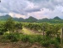 ขายที่ดิน - ขายที่สวนผลไม้คลองม่วง ปากช่อง นครราชสีมา ที่สวนมะม่วง ทุเรียน 29 ไร่ ขายถูกไร่ละ 1.7ล้าน วิวเขาสวยมาก ใกล้ภูเขา วัดถ้ำสันติธรรม เก็บผลผลิตตัดขายทุกปี