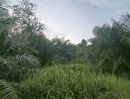 ขายที่ดิน - ขายที่ดิน สวนปาล์มอายุ 4 ปี เนื้อที่ 12 ไร่ ต.ทุ่งนุ้ย อ.ควนกาหลง จ.สตูล