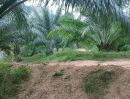 ขายที่ดิน - ขายที่ดิน สวนปาล์มอายุ 4 ปี เนื้อที่ 12 ไร่ ต.ทุ่งนุ้ย อ.ควนกาหลง จ.สตูล