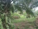 ขายที่ดิน - ขายที่ดิน สวนปาล์มอายุ 4 ปี เนื้อที่ 12 ไร่ ต.ทุ่งนุ้ย อ.ควนกาหลง จ.สตูล