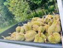 ขายที่ดิน - ขายสวนทุเรียน พร้อมเก็บเกี่ยวผลผลิตได้ทันที! ไม่ต้องรอปลูกใหม่ สร้างรายได้ต่อเนื่องทันที