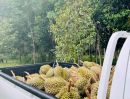 ขายที่ดิน - ขายสวนทุเรียน พร้อมเก็บเกี่ยวผลผลิตได้ทันที! ไม่ต้องรอปลูกใหม่ สร้างรายได้ต่อเนื่องทันที