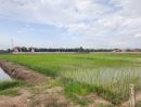 ขายที่ดิน - ที่นา 6-1-35.7 ไร่ ติดรั้วบ้านในฝัน ใกล้สันกำแพงสายใหม่ 600 เมตร
