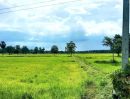 ขายที่ดิน - ที่นาติดถนนสายหลัก นางรอง-ปะคำ อ.นางรอง บุรีรัมย์
