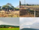 ขายที่ดิน - ขายที่ดินทำเลทอง วิวภูเขาสวยมาก อากาศดี ต้องการเจ้าของคนใหม่ดูแล