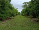 ขายที่ดิน - ขายที่ดินเปล่า ทำเลดี 6 ไร่ ตำบลพลับพลาไชย อำเภออู่ทอง จังหวัดสุพรรณบุรี