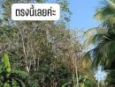 ขายที่ดิน - ขายที่สวนยางยกแปลง โฉนดครุฑแดง 5 ไร่ 30 ตารางวา ประจวบคีรีขันธ์