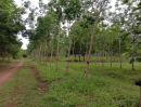 ขายที่ดิน - ขายที่ดินสวนยาง แปลงใหญ่ 62 ไร่เศษ ที่นครพนม