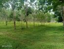 ขายที่ดิน - ขายที่ดินสวนยาง แปลงใหญ่ 62 ไร่เศษ ที่นครพนม