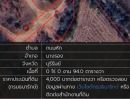 ขายที่ดิน - ที่ดินเปล่า ใกล้ถนนสายหลัก นางรอง-บุรีรัมย์ ราคาถูก