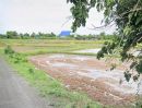 ขายที่ดิน - ที่นาแปลงสวย ใกล้ถนนสายหลัก อ.นางรอง บุรีรัมย์