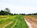 ขายที่ดิน - ที่นาแปลงสวย ใกล้ถนนลาดยาง ต.หนองตาด อ.เมืองบุรีรัมย์