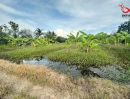 ขายที่ดิน - ขายที่ดิน 5 ไร่ คลองสิบสองฝั่งตะวันออก หนองจอก เหมาะสร้างโรงงาน/โกดัง