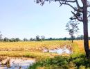 ขายที่ดิน - ที่นาราคาถูก 330,000 อยู่อาศัยได้ อ.ชำนิ บุรีรัมย์