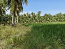 ขายที่ดิน - ขายที่นาและสวนมะพร้าว 13 ไร่ ติดถนน อยู่ตรงข้ามวัดยางงาม ซอยวัดยางงาม35 ต.วัดยางงาม อ.ปากท่อ จ.ราชบุรี