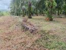 ขายที่ดิน - ขายที่ดินพร้อมสวนปาล์ม ทำเลทอง 26 ไร่ 97.1 ตร.ว. อ.เมืองพังงา หลังการยางแห่งประเทศไทย จ.พังงา