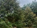 ขายที่ดิน - ขายสวนทุเรียน ทำเลทอง ติดถนน อำเภอวังจันทร์ จังหวัดระยอง