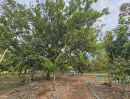 ขายที่ดิน - ขายที่ดินพร้อมสวนผลไม้ 5 ไร่ อำเภอนายายอาม จันทบุรี