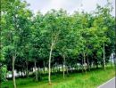  - ที่ดินพร้อมสวนยางพารา ติดถนนลาดยาง อ.เวียงสา น่าน