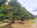  - สวนทุเรียนหมอนทอง190ไร่ ต.เขาวงกต อ.แก่งหางแมว จ.จันทบุรี