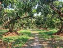  - ขายสวนลำไยติดทางหลวง 4020 บ้านหนองยวง อ.เวียงหนองล่อง จ.ลำพูน