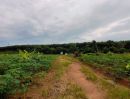 - ขายที่ดินจันทบุรีแปลงใหญ่ 171.5 ไร่ จันทบุรี