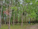 - ขายสวนยาง 3.1ไร่ 60 ตรว ติดถนนสายหลัก ทำเลดี อำเภอขุนตาล จังหวัดเชียงราย