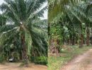 - ที่ดินสวนปาล์ม 102 ไร่ 3 งาน 74 ตารางวา อ.กะเปอร์ จังหวัดระนอง