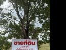 - ที่ดินสวยและบรรยากาศดีมาก มีถนนผ่ากลาง อยู่หลังโรงพยาบาลมะขาม
