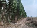 - ขายที่ดินสวนยูคาลิปตัส 20-1-34 ไร่ สวนผึ้ง ราชบุรี วิวภูเขา ติดถนนบ้านกล้วย - หนองหม้อข้าว