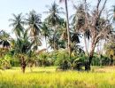 - ที่ดินอยู่อาศัย ใกล้ถนนสายหลัก อ.นางรอง บุรีรัมย์