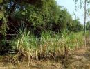 - ที่ดินสวย 2 แปลง ใกล้โรงพยาบาลบึงสามัคคี อ.บึงสามัคคี จ.กำแพงเพชร