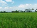 - ขายที่ดิน 12ไร่ ต.สง่าบ้าน อ.ดอยสะเก็ด เชียงใหม่
